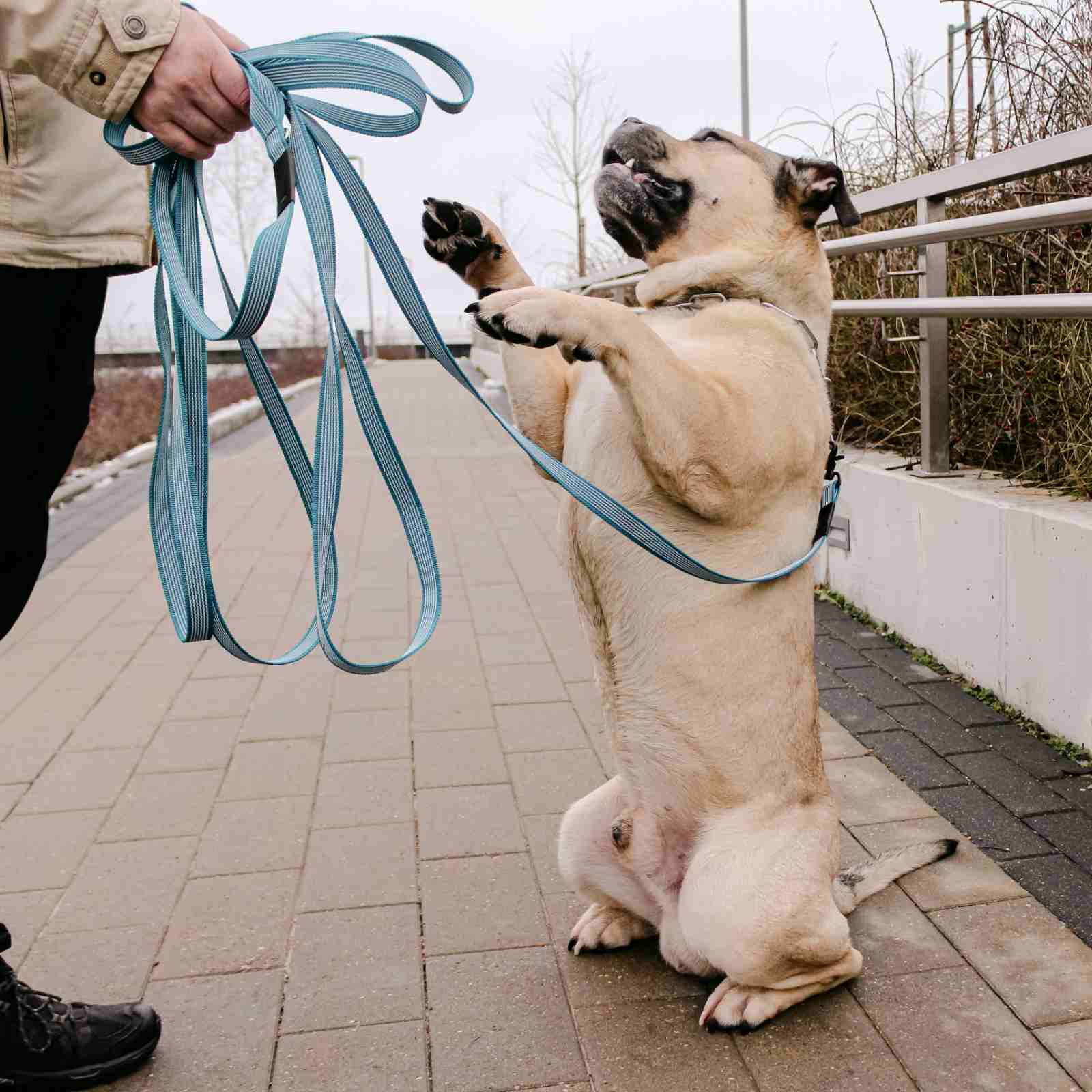 Doggyway Active